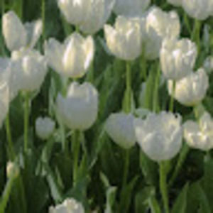 Meet your Posher, Bailey